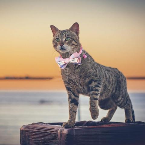 Bow Cat Collar