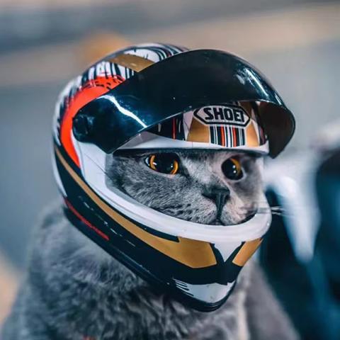 Cat Helmet
